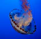 Usa-California This beautiful purple striped jellyfish glides gracefully at the Monterey Aquarium Art Print